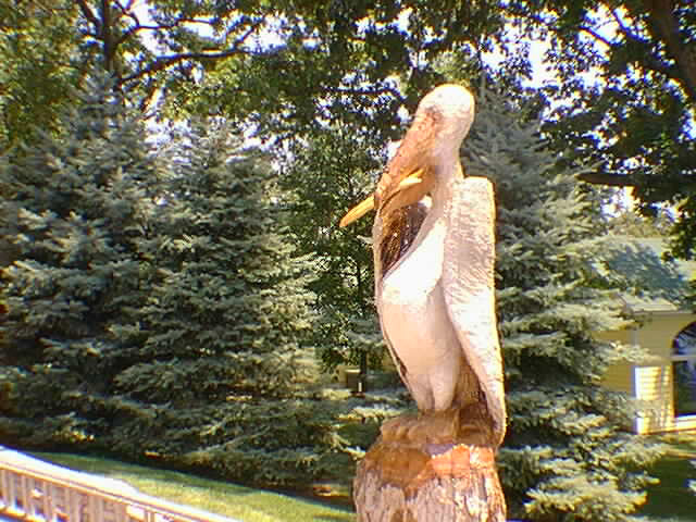 elmone pelican1